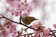 Весна - Все Столицы Японии
